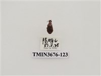 藏品(步行蟲(2))的圖片